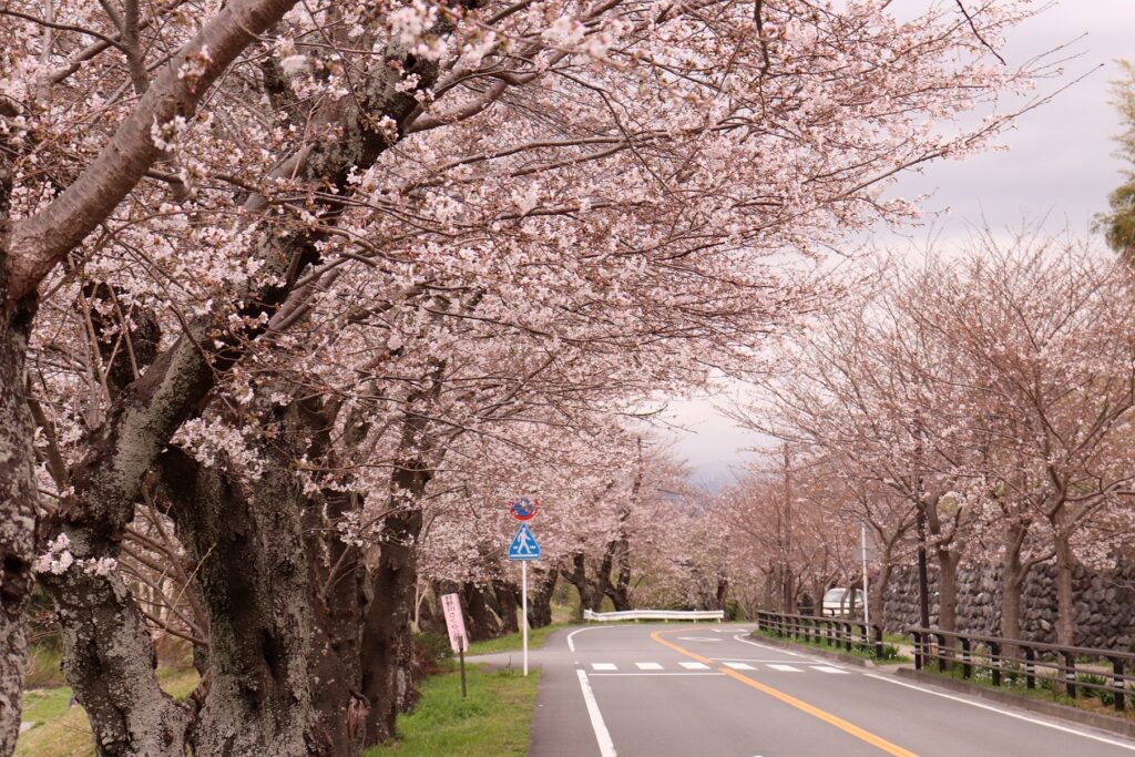 さくら公園